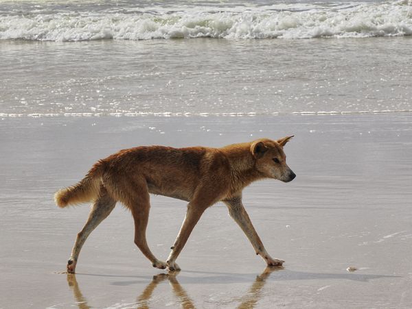 Dingo op Fraser Island, Australië